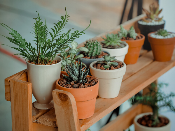 Cuida tus plantas en cuarentena