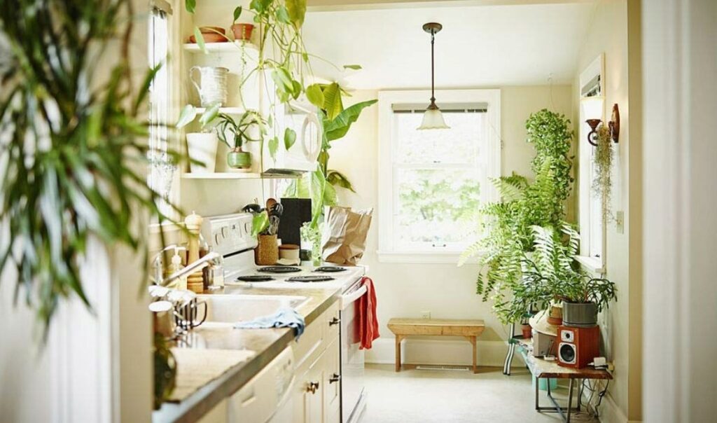 plants for kitchens